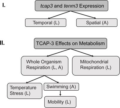 Teneurin C-Terminal Associated Peptide (TCAP)-3 Increases Metabolic Activity in Zebrafish